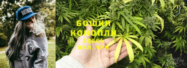 сатива Беломорск